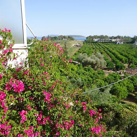 Daire Christina Drepano (Argolis)